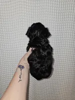 Yorkie Boy Black, a male Yorkshire Terrier for sale in Greenville, SC – Photo 2 of 7