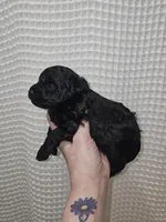 Yorkie Boy Black, a male Yorkshire Terrier for sale in Greenville, SC – Photo 3 of 9