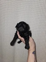 Yorkie Boy Black, a male Yorkshire Terrier for sale in Greenville, SC – Photo 9 of 9