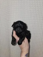 Yorkie Boy Black, a male Yorkshire Terrier for sale in Greenville, SC – Photo 4 of 9