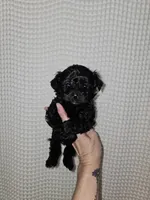 Yorkie Boy Black, a male Yorkshire Terrier for sale in Greenville, SC – Photo 4 of 7