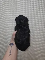 Yorkie Boy Black, a male Yorkshire Terrier for sale in Greenville, SC – Photo 6 of 9