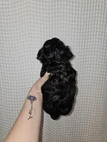 Yorkie Boy Black, a male Yorkshire Terrier for sale in Greenville, SC – Photo 7 of 7