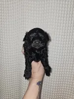 Yorkie Boy Black, a male Yorkshire Terrier for sale in Greenville, SC – Photo 8 of 9