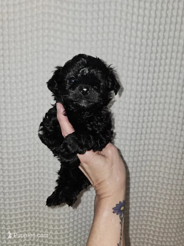 Yorkie Boy Black – Yorkshire Terrier puppy for sale in Greenville, SC