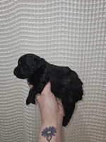 Yorkie Boy Black, a male Yorkshire Terrier for sale in Greenville, SC – Photo 5 of 9