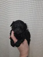 Yorkie Boy Black, a male Yorkshire Terrier for sale in Greenville, SC – Photo 7 of 9