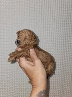 Red Maltipoo Girl , a female Maltipoo for sale in Greenville, SC – 6 of 8