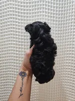 Yorkipoo Girl, a female Yorkshire Terrier and Poodle - Toy  for sale in Greenville, SC – 6 of 7