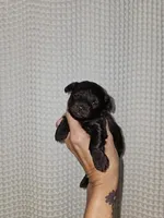 Dark Chocolate Maltipoo Boy 1, a male Maltipoo for sale in Greenville, SC – 6 of 8