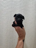 Yorkipoo Boy 1, a male Yorkshire Terrier and Poodle - Toy  for sale in Greenville, SC – 4 of 7
