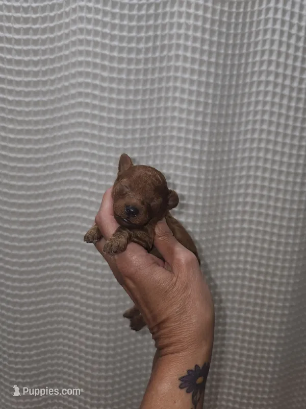 Red Maltipoo Girl 1 – Maltipoo puppy for sale in Greenville, SC