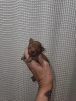 Red Maltipoo Girl 1, a female Maltipoo for sale in Greenville, SC – 1 of 8