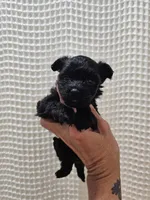Yorkipoo Girl, a female Yorkshire Terrier and Poodle - Toy  for sale in Greenville, SC – 7 of 7