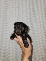 Dark Chocolate Maltipoo Boy 2, a male Maltipoo for sale in Greenville, SC – 6 of 8