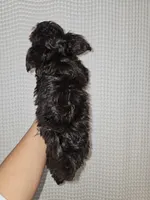 Dark Chocolate Maltipoo Boy 1, a male Maltipoo for sale in Greenville, SC – 6 of 8