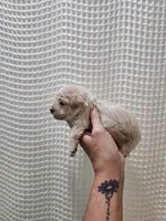MaltipooBoy, a male Maltipoo for sale in Greenville, SC – 4 of 8