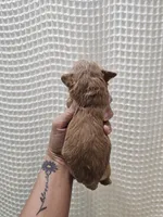 MaltipooGirl, a female Maltipoo for sale in Greenville, SC – 7 of 8
