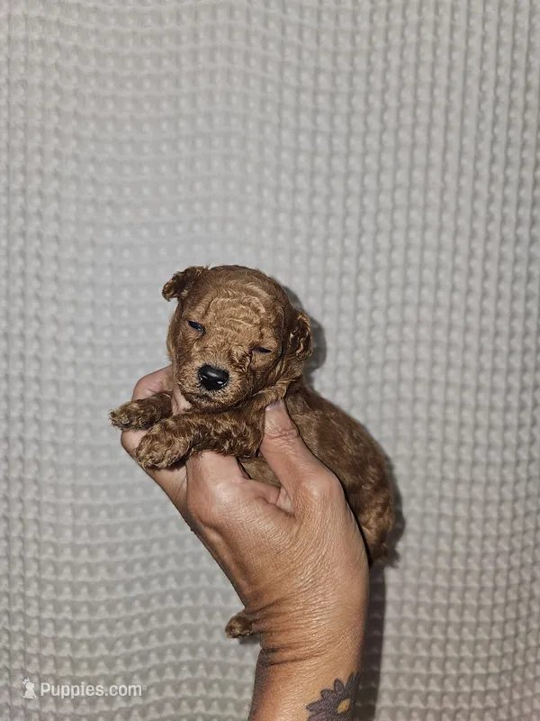 Red Maltipoo Girl  – Maltipoo puppy for sale in Greenville, SC