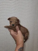 Red Maltipoo Girl , a female Maltipoo for sale in Greenville, SC – 7 of 8