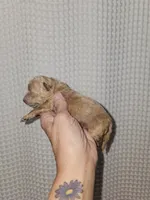 Dark Apricot Maltipoo Girl , a female Maltipoo for sale in Greenville, SC – 5 of 8
