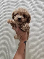 MaltipooGirl, a female Maltipoo for sale in Greenville, SC – 8 of 8