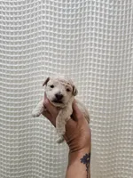 MaltipooBoy, a male Maltipoo for sale in Greenville, SC – 5 of 8