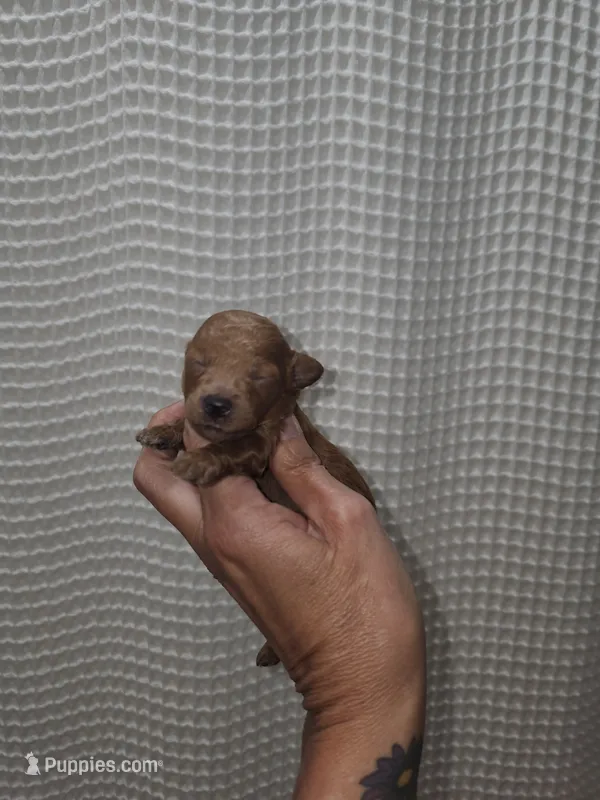 Red Maltipoo Girl 2 – Maltipoo puppy for sale in Greenville, SC