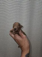 Red Maltipoo Girl 2, a female Maltipoo for sale in Greenville, SC – 1 of 8