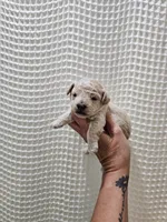 MaltipooBoy, a male Maltipoo for sale in Greenville, SC – 2 of 8