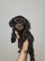 Dark Chocolate Maltipoo Boy 1, a male Maltipoo for sale in Greenville, SC – 1 of 8