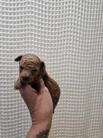 Red Maltipoo Girl , a female Maltipoo for sale in Greenville, SC – 8 of 8