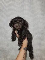 Dark Chocolate Maltipoo Boy 2, a male Maltipoo for sale in Greenville, SC – 6 of 8