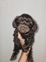 Dark Chocolate Maltipoo Boy 1, a male Maltipoo for sale in Greenville, SC – 5 of 8