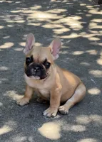 Bruno, a male French Bulldog for sale in Sacramento, CA – 2 of 2