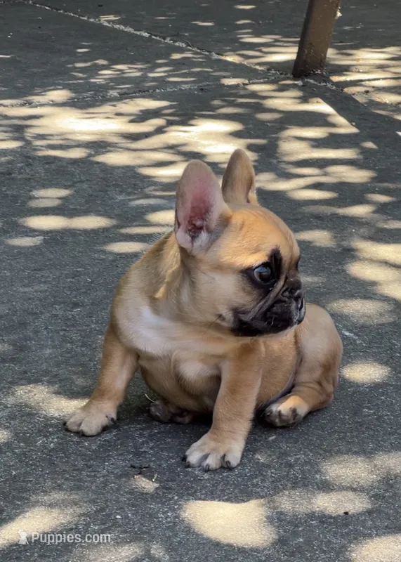 Bruno – French Bulldog puppy for sale in Sacramento, CA