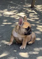 Bruno, a male French Bulldog for sale in Sacramento, CA – 1 of 2