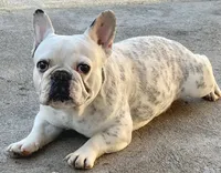 Doja, a female French Bulldog for sale in Sacramento, CA – 2 of 3