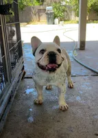 Doja, a female French Bulldog for sale in Sacramento, CA – 3 of 3