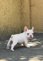 Baymax, a male French Bulldog for sale in Sacramento, CA – 2 of 2
