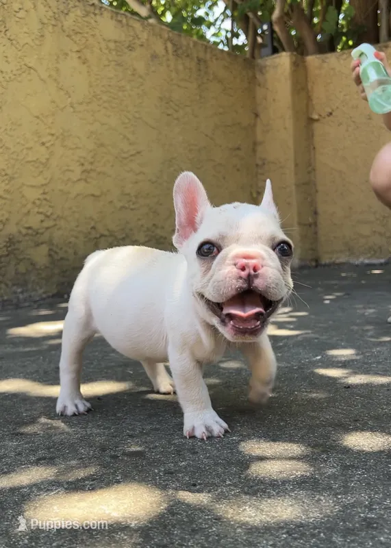 Baymax – French Bulldog puppy for sale in Sacramento, CA