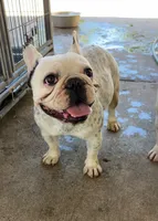 Doja, a female French Bulldog for sale in Sacramento, CA – 1 of 3