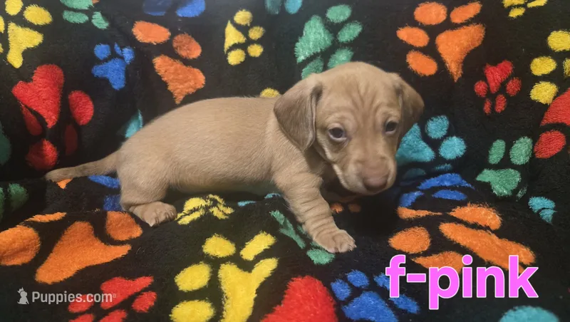 Pink – Miniature Dachshund puppy for sale in Darrow, LA