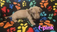 Pink, a female Miniature Dachshund for sale in Darrow, LA – 1 of 2