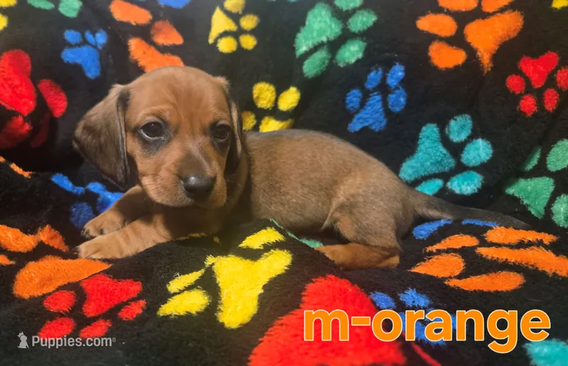 Orange – Miniature Dachshund puppy for sale in Darrow, LA