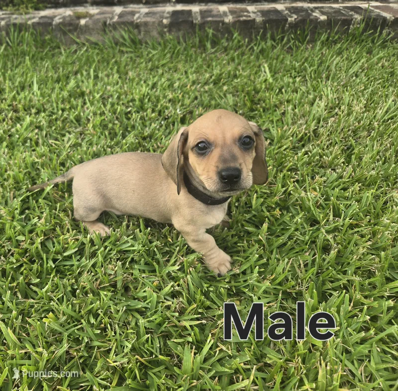 Black  – Miniature Dachshund puppy for sale in Darrow, LA
