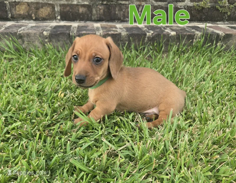 Green – Miniature Dachshund puppy on hold in Darrow, LA