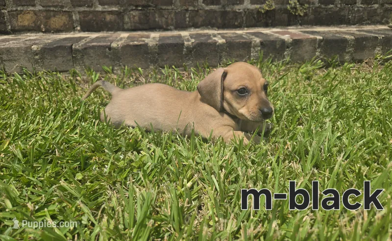 Black  – Miniature Dachshund puppy for sale in Darrow, LA