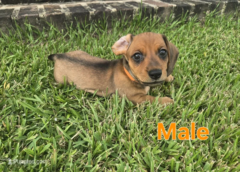 Orange – Miniature Dachshund puppy for sale in Darrow, LA