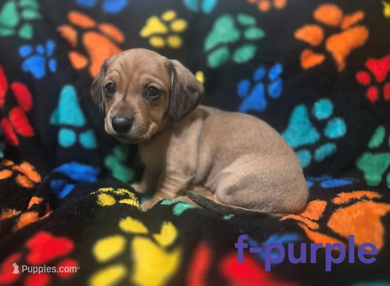 Purple  – Miniature Dachshund puppy for sale in Darrow, LA